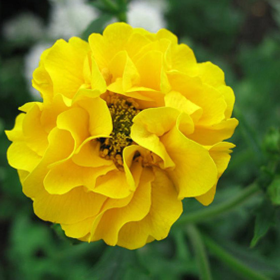 6 x benoîte 'lady stratheden' - geum chiloense 'lady stratheden' - godet 9cm x 9cm