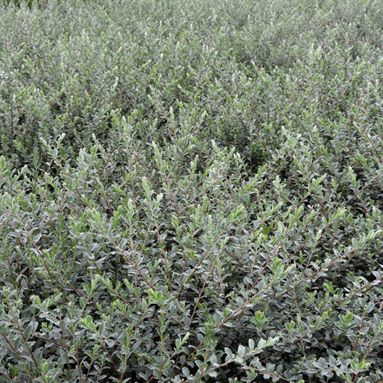 2 x saule rampant 'nitida' - salix repens nitida - 30-40 cm pot