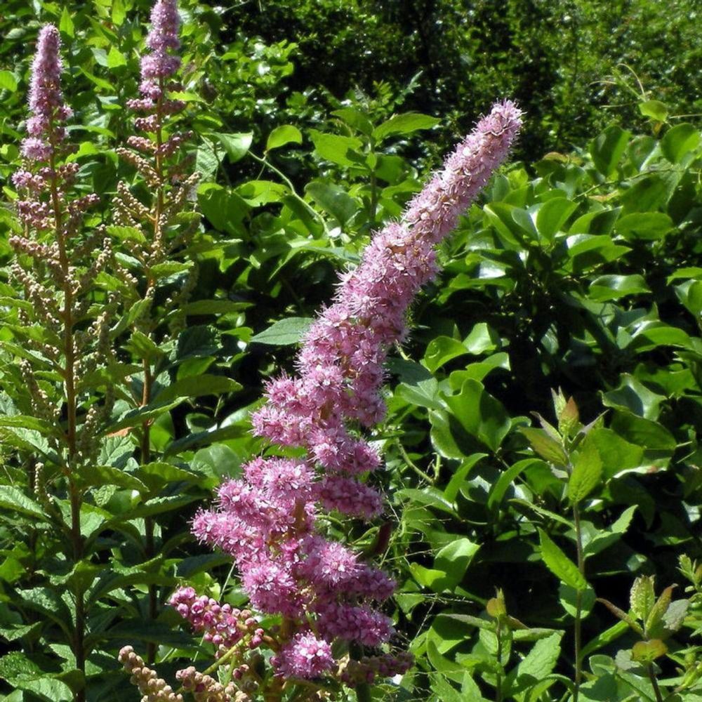 Spirée billardii, spiraea pot de 3l - 20/40 cm