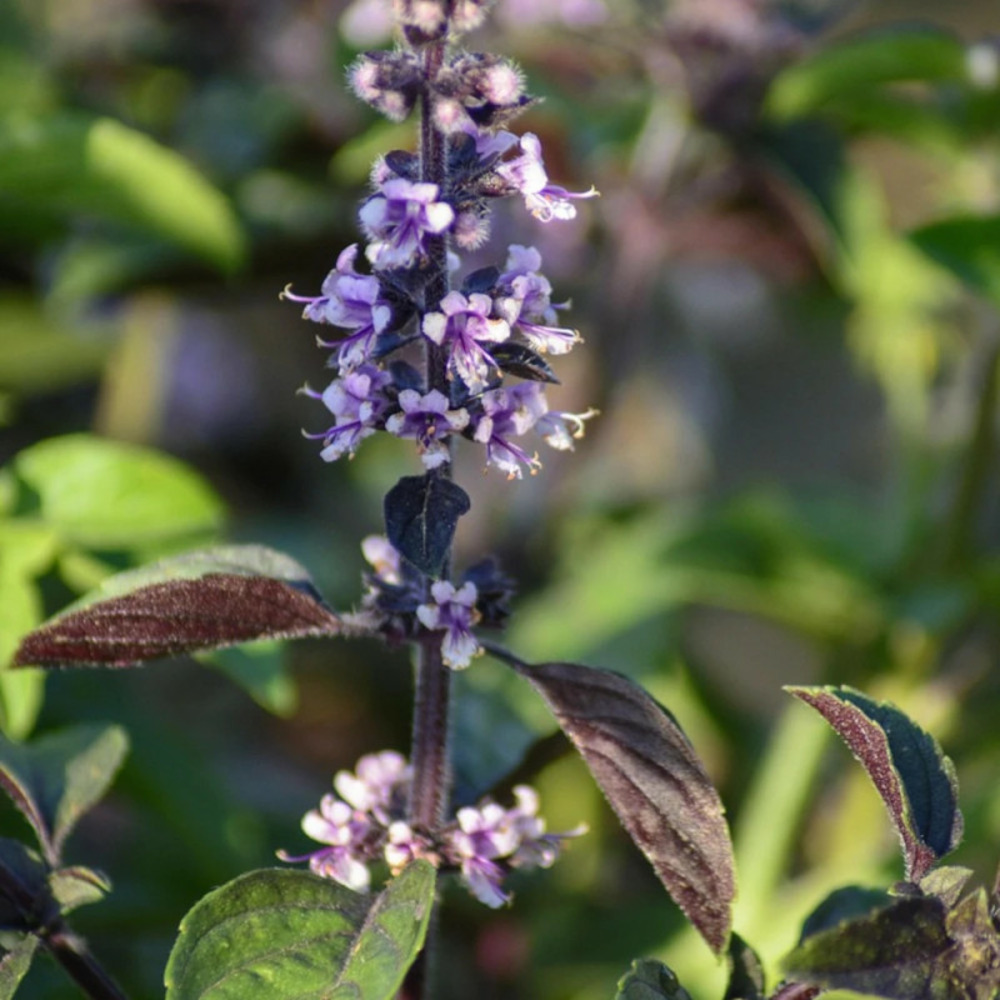 Basilic anis - prêt à consommer pot de 1,5l - 10/20 cm