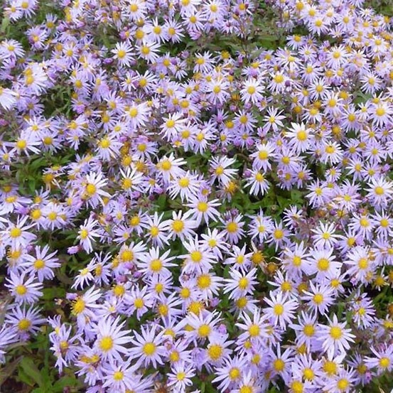 Aster 'eleven purple' godet de 8/9 cm