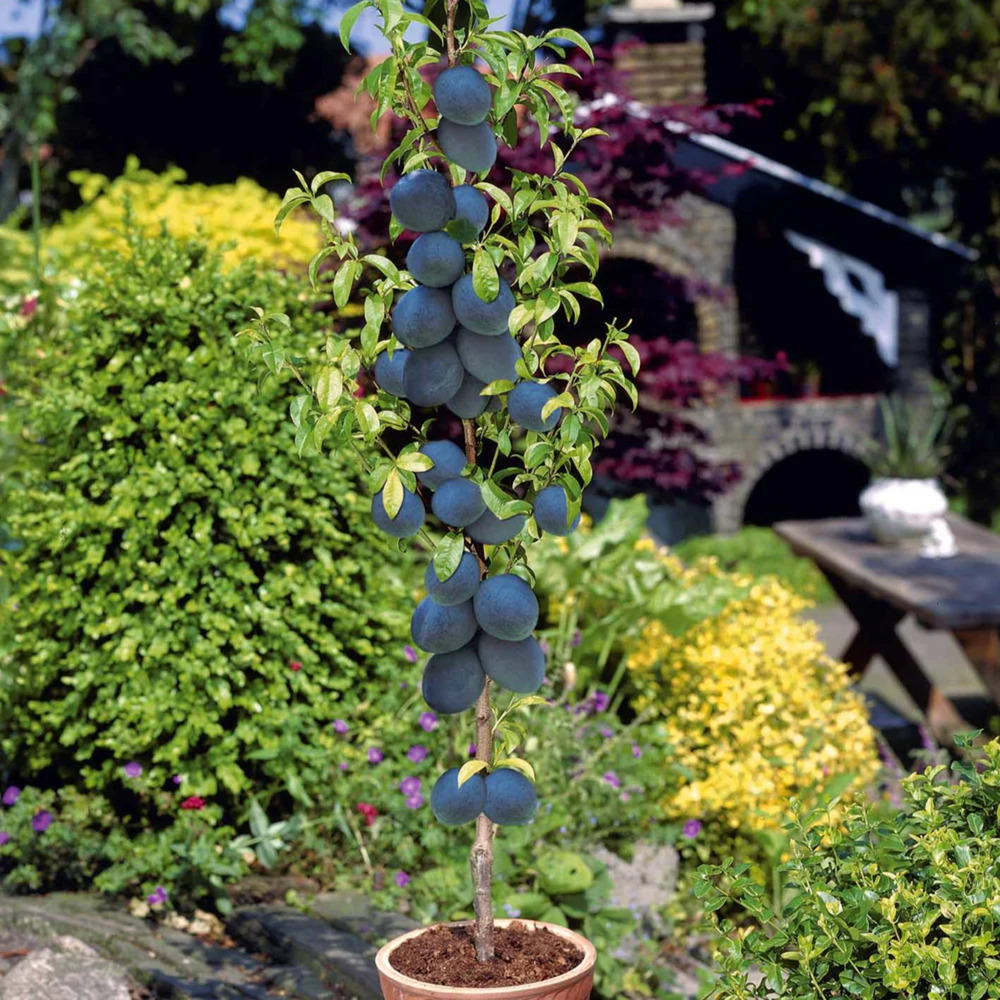 Arbre fruitier colonnaire prunier - 80/100 cm de hauteur - pour pots et pleine terre - idéal pour balcon, terrasse, petit jardin