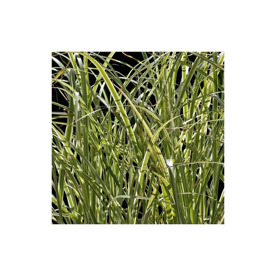Miscanthus, roseau de chine variegatus lot de 5 godets
