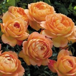 Graine fleur de rosier grimpante 100pcs-blanc - Jardin Graine fleur de rosier grimpante 100pcs-blanc - Jardin