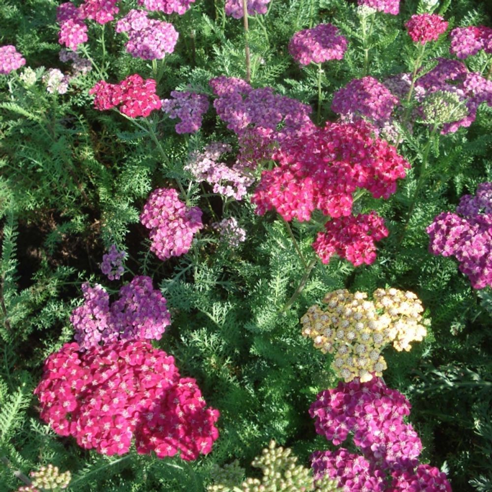 Achillée millefeuille 'saucy seduction' pot de 2l/3l