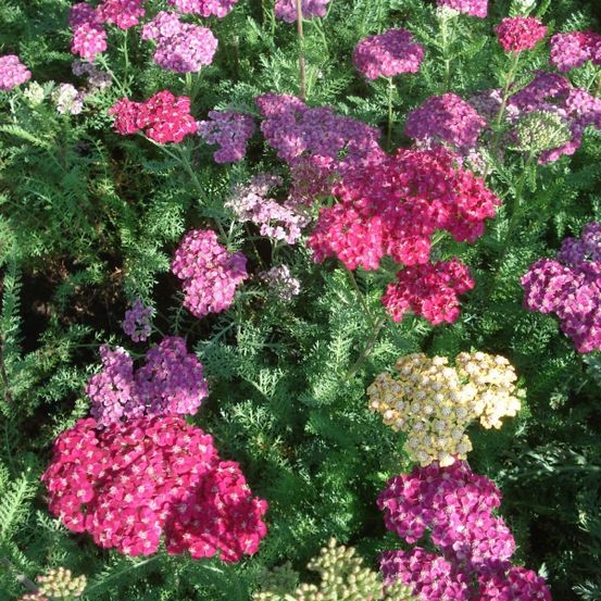 Achillée millefeuille 'saucy seduction' pot de 2l/3l