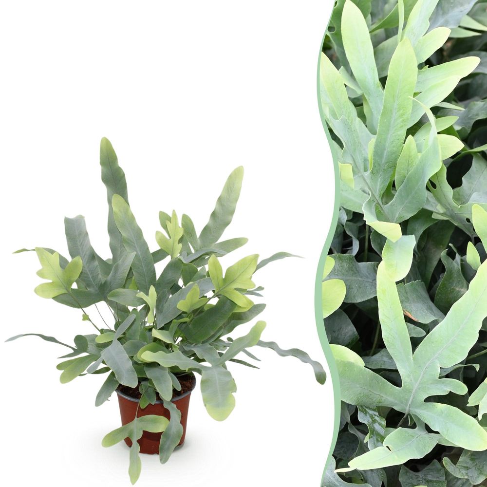 Phlebodium aureum blue star - pet-friendly - pot de 12cm - hauteur 25-30cm - plantes d'intérieur