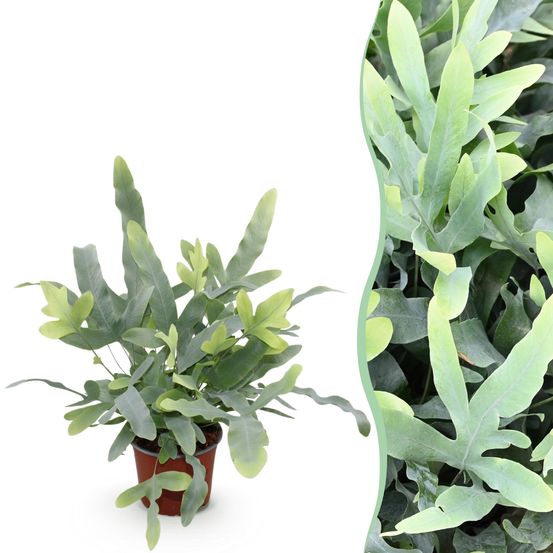 Phlebodium aureum blue star - pet-friendly - pot de 12cm - hauteur 25-30cm - plantes d'intérieur