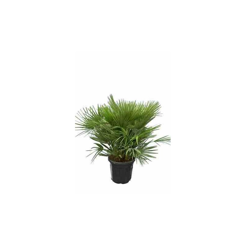Chamaerops humilis var. Vulcano (palmier doum vulcano) taille pot de 2 litres - 20/40 cm