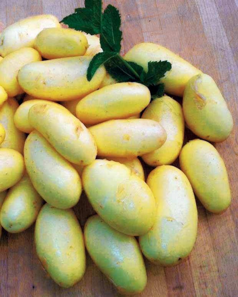 25 pommes de terre jazzy - les 25 plants / ø 25-30mm | Truffaut