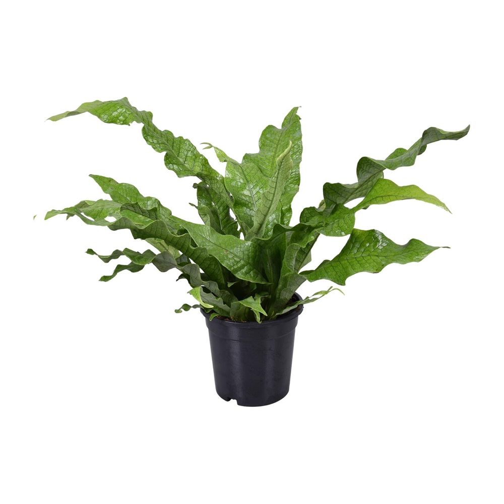 Microsorum diversifolium - ø17cm - ↕45cm - plantes d'intérieur