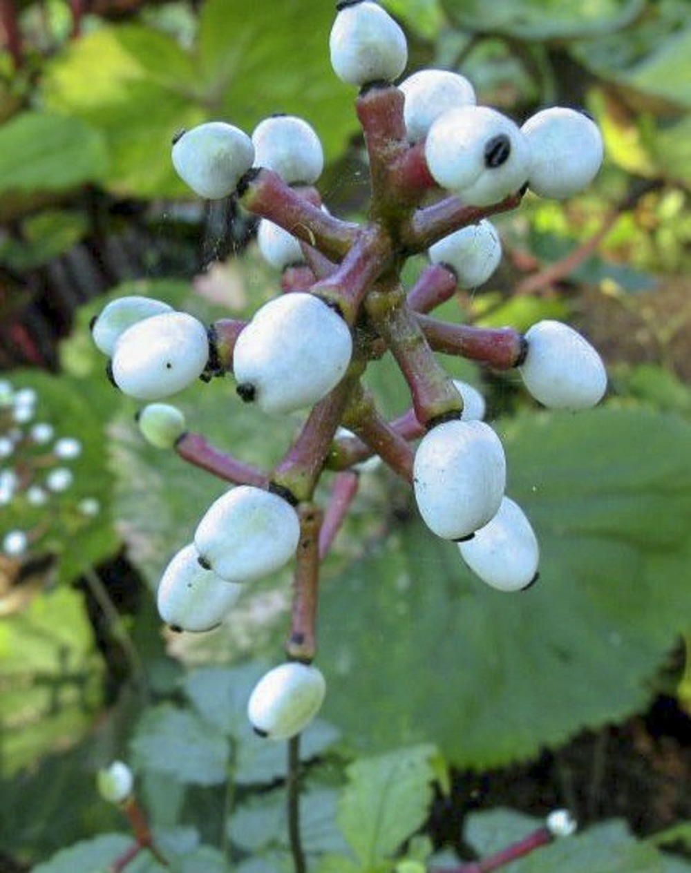 Actée pachypoda 'misty blue' godet de 8/9 cm