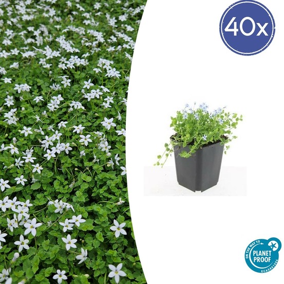 Isotoma fluviatilis 'alba' x40 – entre 2,5 et 3,33m2
