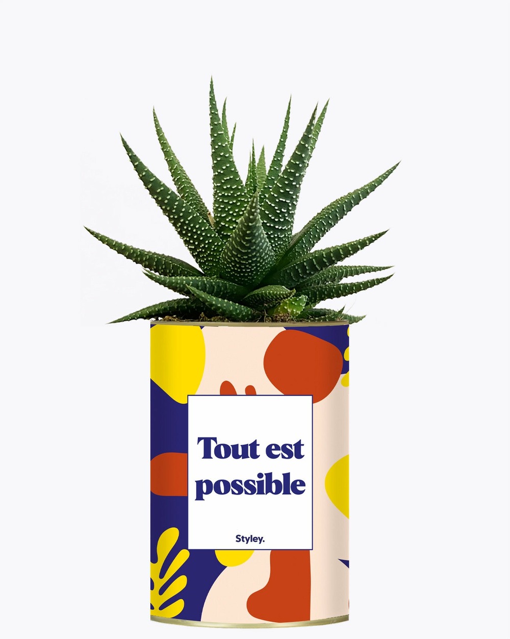 Plante drôle - tout est possible - cactus