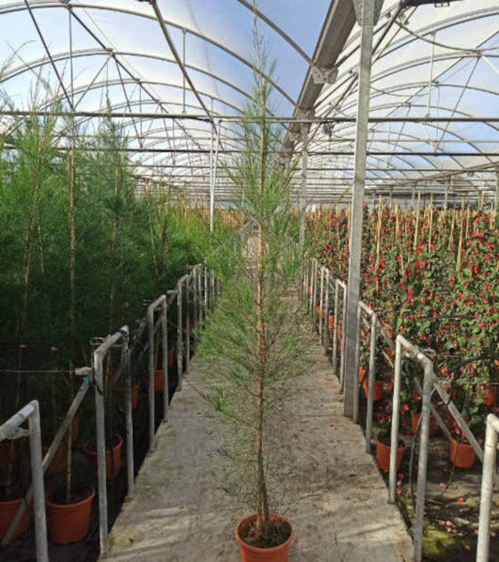 Casuarina cunninghamiana (filao) pot de 25l- 125/150cm