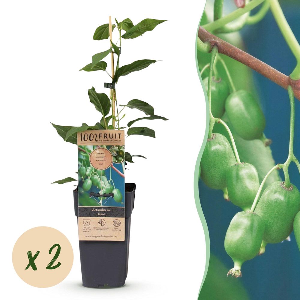 Kiwi - pot 15 cm - hauteur 50 cm