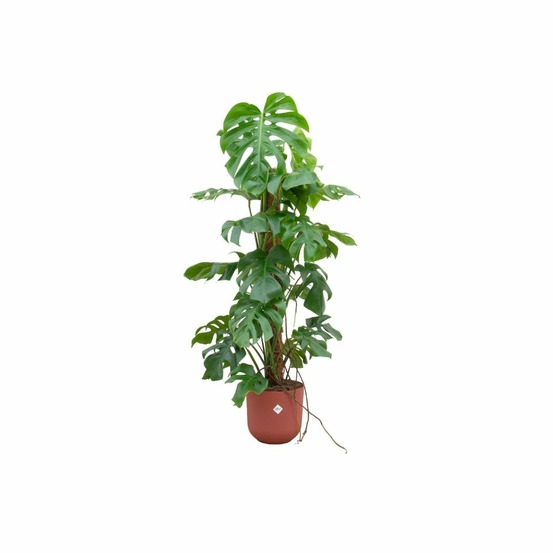 Monstera pertusum 120cm et son pot rouge - hauteur 120cm