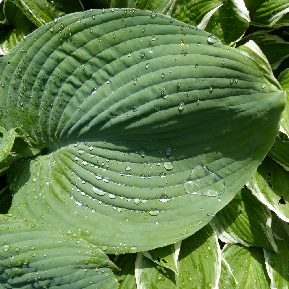 Hosta 'blue umbrellas' godet de 8/9 cm