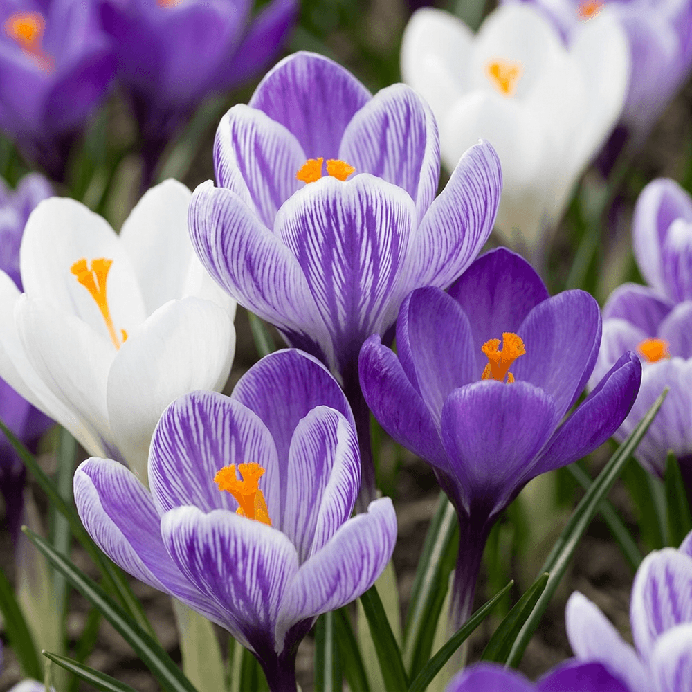 Crocus en mélange bleu et blanc (crocus) - calibre 7/8 - 60 bulbes