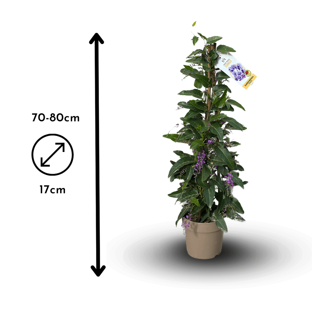 Bougainvillier Pyramide Attitude Jardin - Plante Fleurie Extérieur 70-80 Cm Pot 18 Cm - Fleurs Violettes