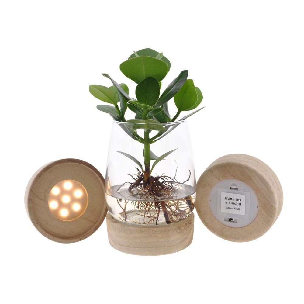 Clusia in kingston glas + led - ø12cm - ↕30cm - plantes d'intérieur