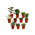 La box succulente x10 - h7cm, ø5,5cm - plantes d'intérieur