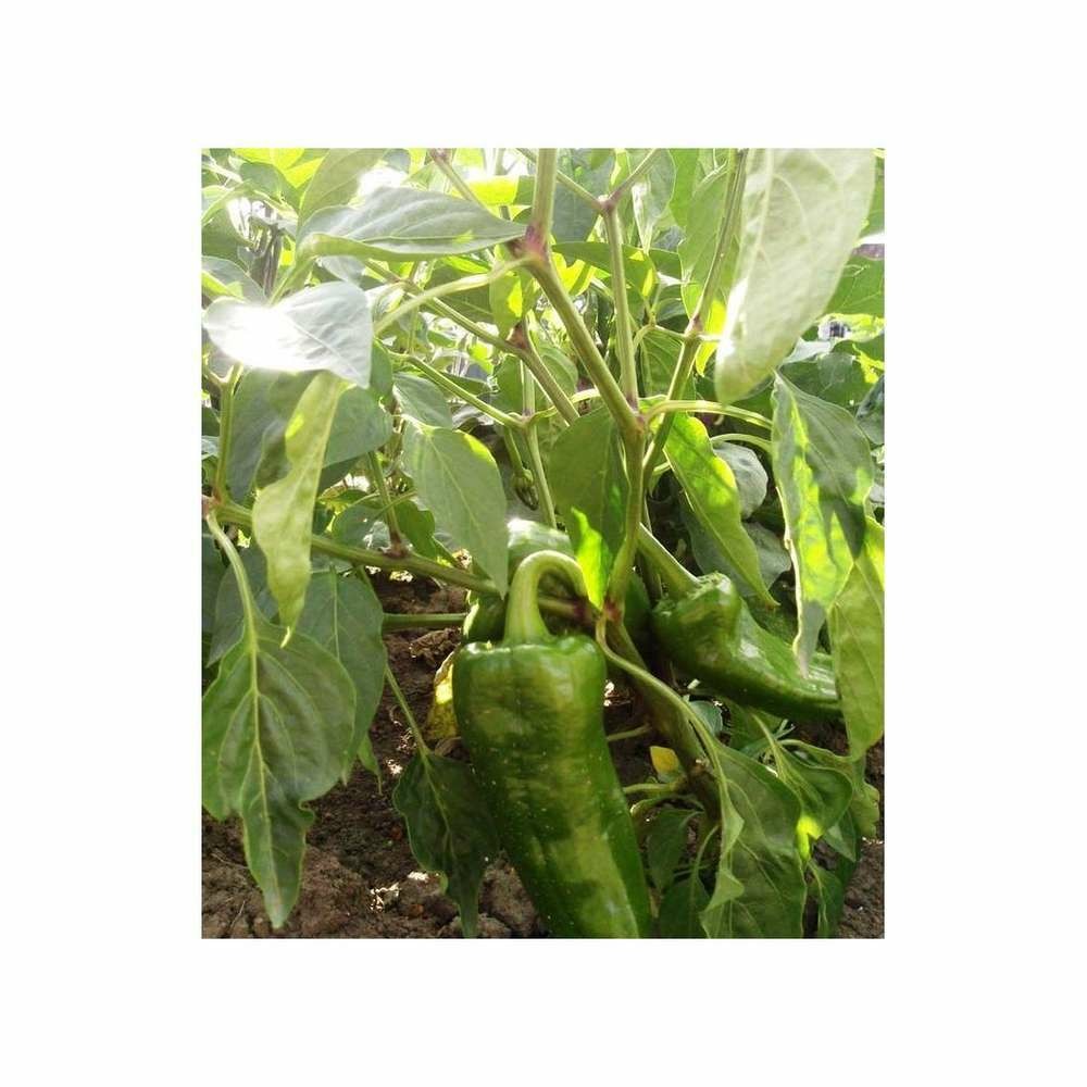 Graines de poivron hyb f1 lamuyo