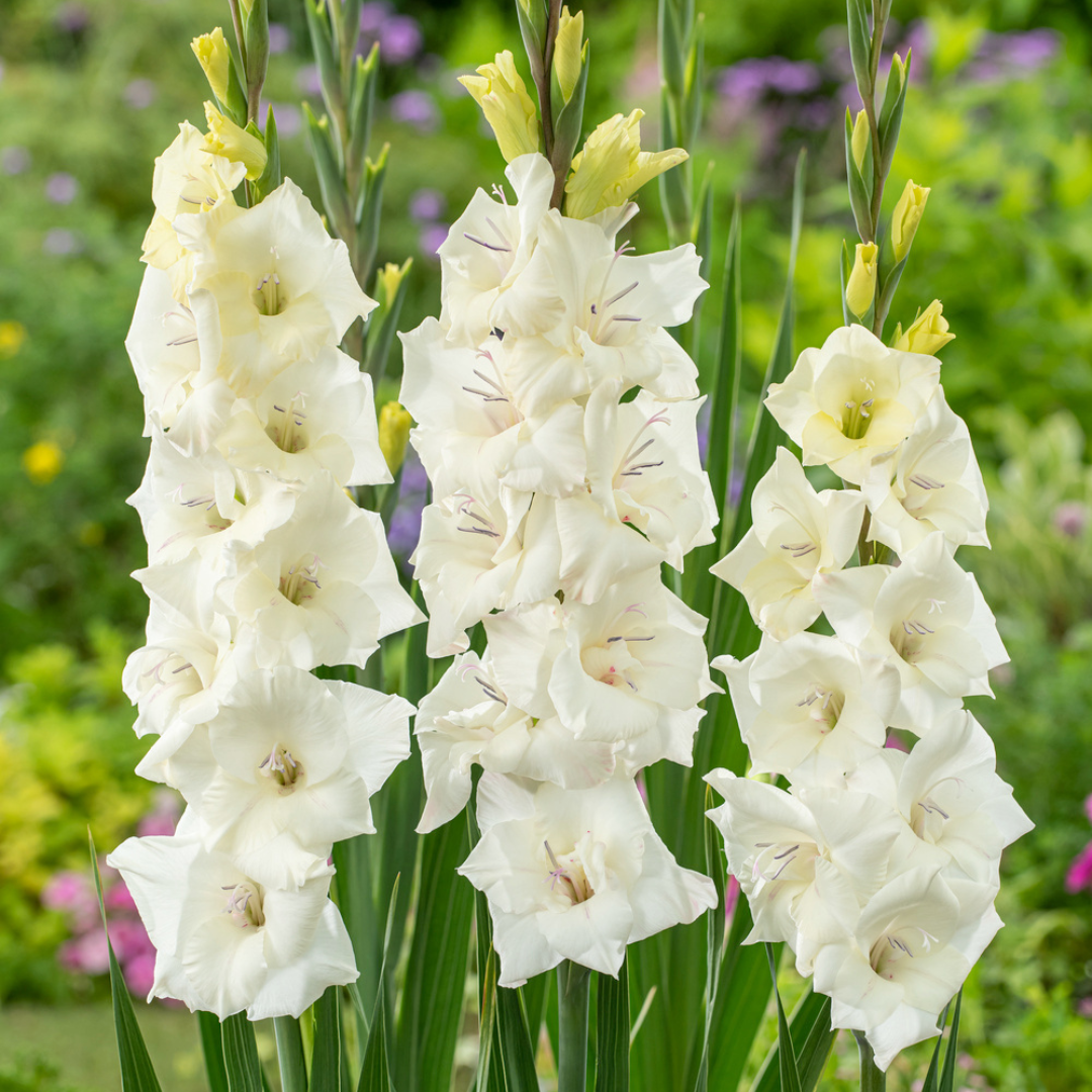 Gladiolus 'glamini amber' mini - glaïeul - lot de 21 - fleurs de jardin - blanc - adulte : 50 cm