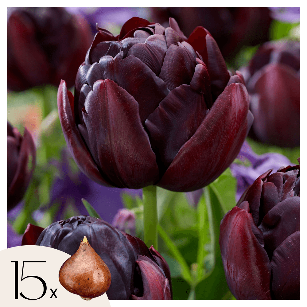 Tulipe - set de 15 - tulipa 'black hero' - bulbes à fleurs