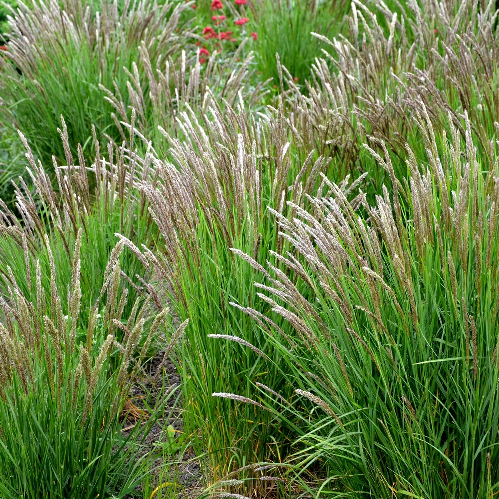 Mélique ciliée - le pot / ø 9cm