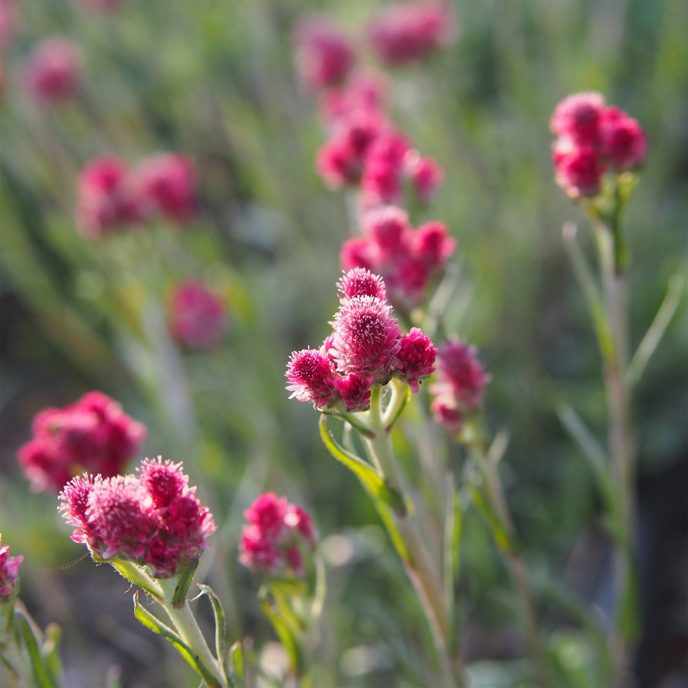 Antennaire dioïque rubra - le pot / ø 9cm