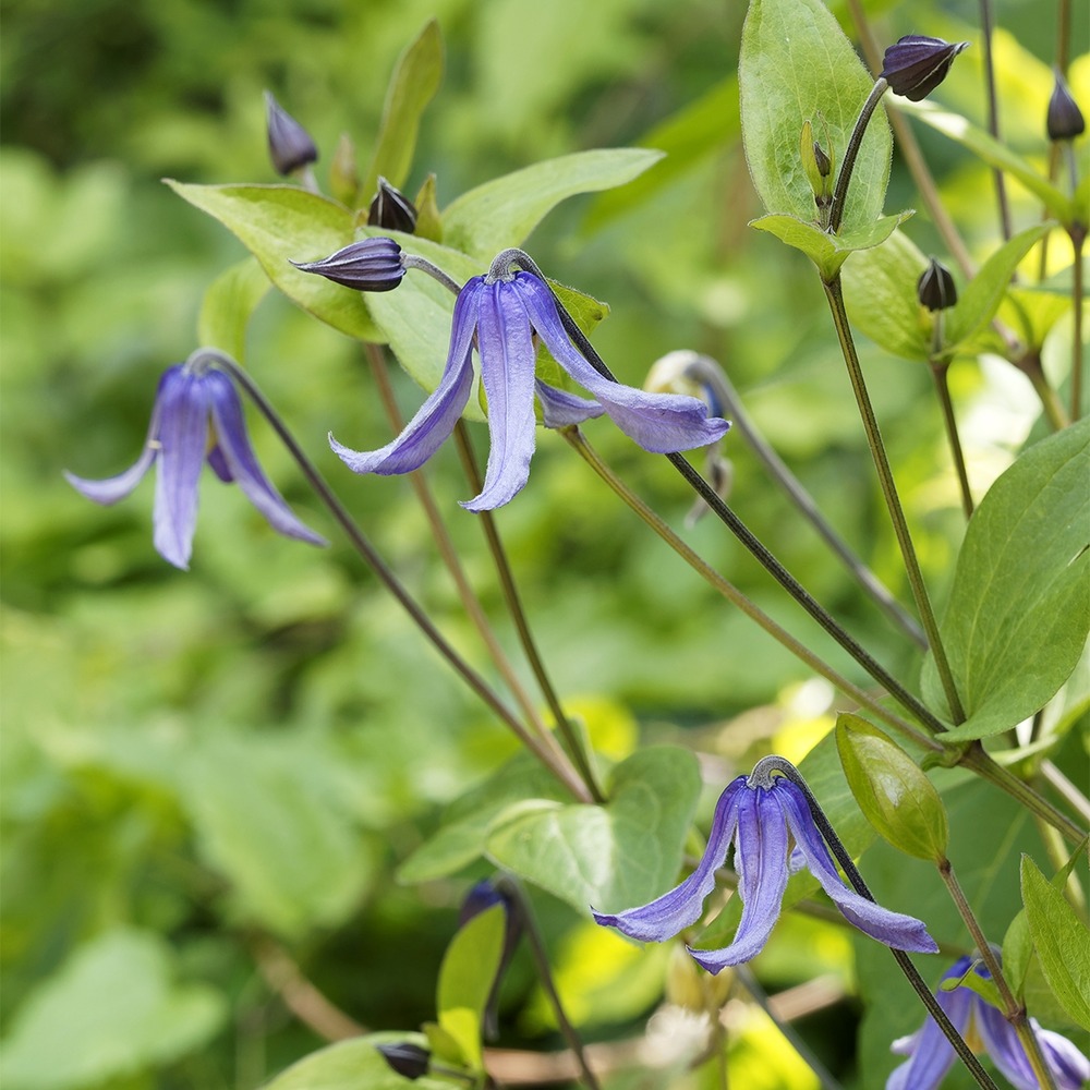 Clématite integrifolia 'blue boy' pot de 1,5l/2l