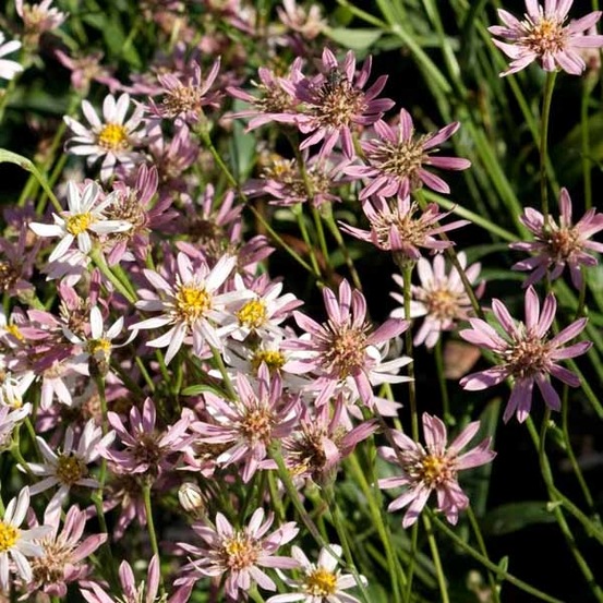 Aster 'asrugo' godet de 8/9 cm