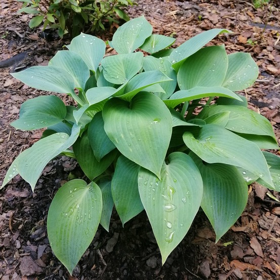 Hosta canadian blue - le pot / ø 9cm, vendu par lot de 6