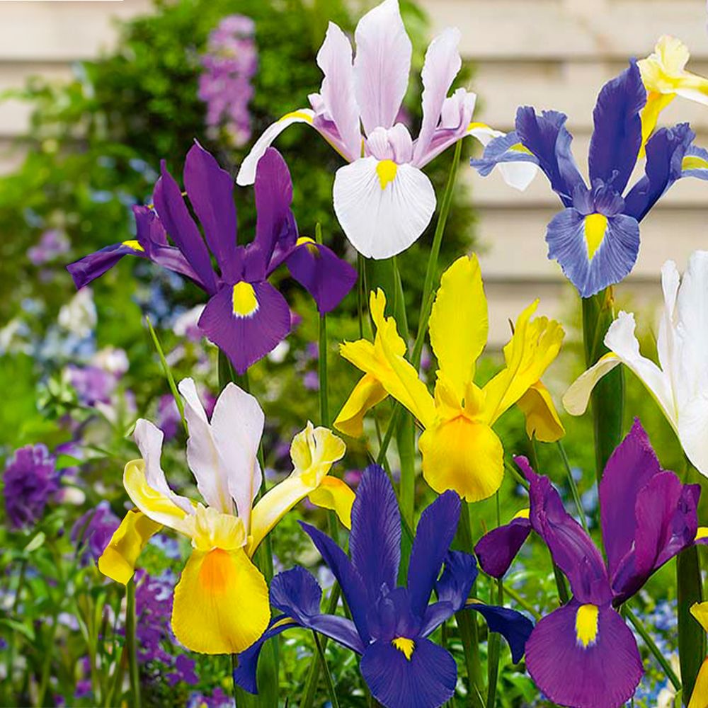 Mélange de 50 - iris hollandica - iris hollandais - mélange de couleurs - bulbes à fleurs