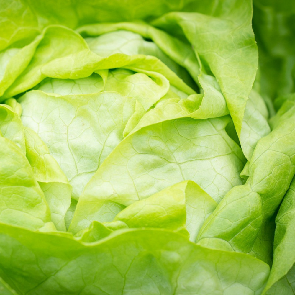 Graines de laitue pommée sagess - vilmorin sachet