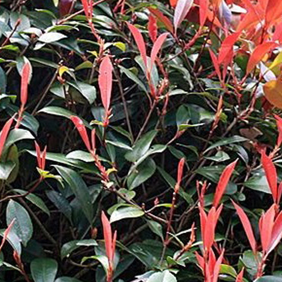 Photinia x fraseri 'red robin' - photinia fraseri 'red robin' - 60-80 cm pot