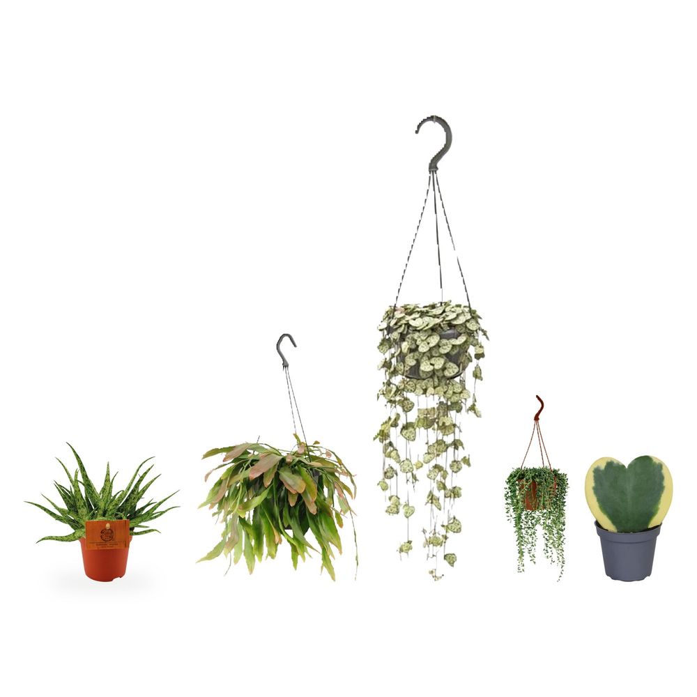 Les colliers du haut de cuisine — lot de 5 plantes