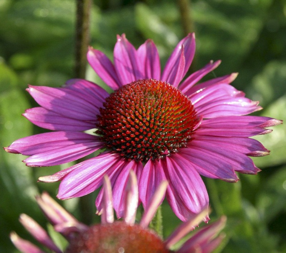 Rudbeckia pourpre 'little magnus' godet de 8/9 cm