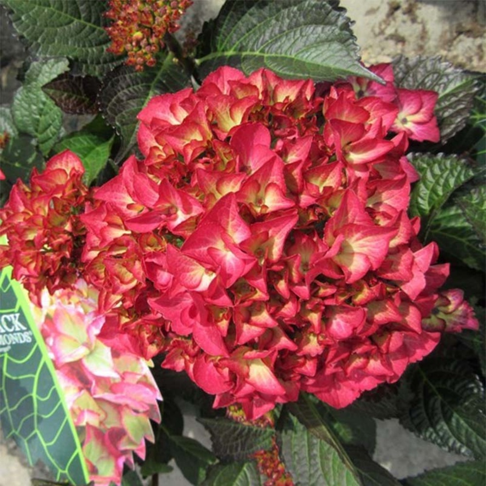 Hortensia 'black diamonds dark angel' pot de 4l/5l