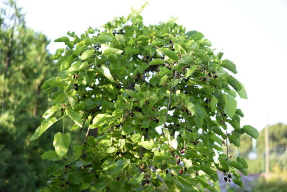 Morus kagayamae lujijama c30l tige-8/10