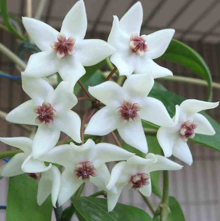Hoya paziae (fleur de porcelaine, fleur de cire) taille pot de 2 litres - 20/40 cm -   blanc et rose