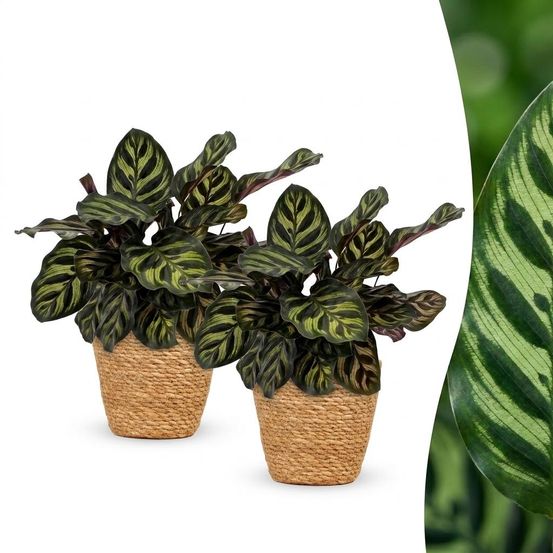 Calathea makoyana - plante paon - pot de 12cm - hauteur 25cm - plantes d'intérieur