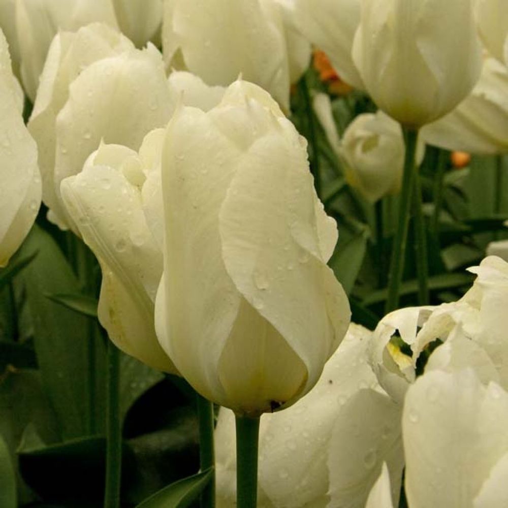 Tulipe fosteriana 'purissima' bulbe calibre 12+ (par 10)