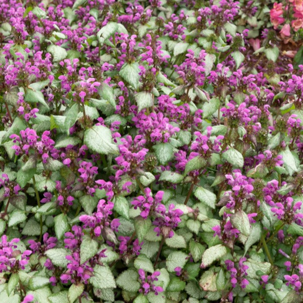 Lamier argenté - les 2 pots / ø 9cm, vendu par lot de 4