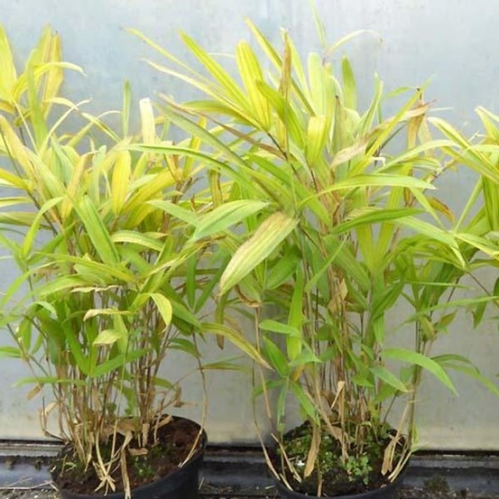 Pleioblastus auricoma pot de 1l/1,5l