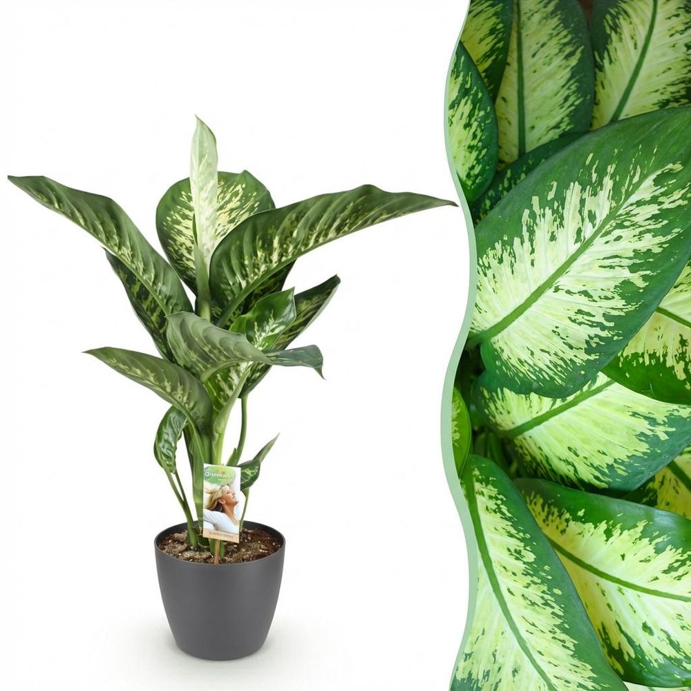 Diefenbachia tropic snow - dieffenbachia - pot de 21cm - hauteur 90-100cm - plantes d'intérieur