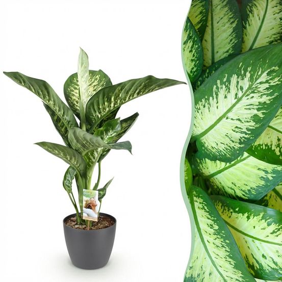 Diefenbachia tropic snow - dieffenbachia - pot de 21cm - hauteur 90-100cm - plantes d'intérieur