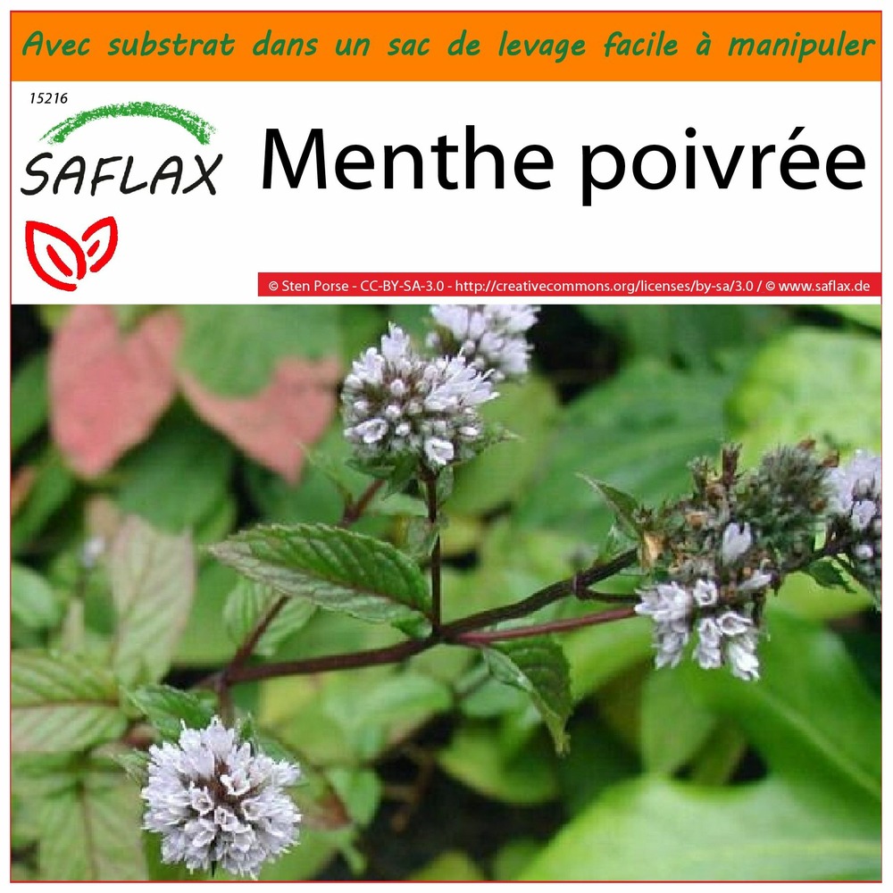 Garden in the bag - menthe poivrée - 300 graines - mentha piperita