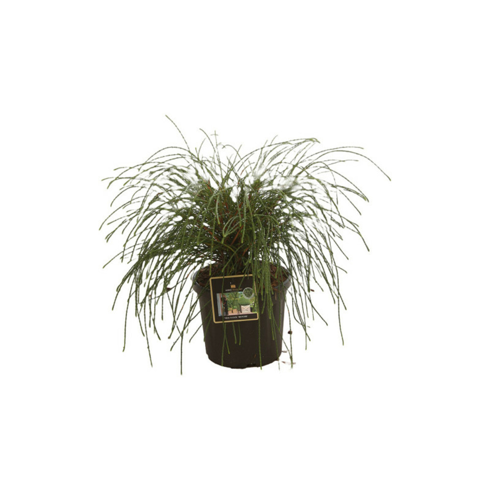 Thuya whipcord - thuja plicata whipcord 30/35cm pot 6l